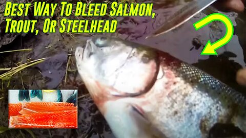 "How-To" | BEST Way To BLEED Out Salmon, Trout, or Steelhead