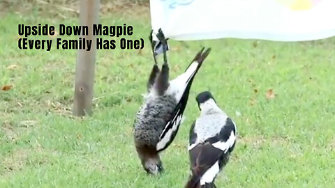 Upside Down Magpie (Every Family Has One)