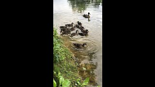 Ducks on a pond