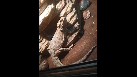 Bearded Dragon Eating Roach