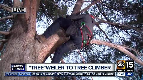 'Tree'weiler tries tree climbing in Gilbert