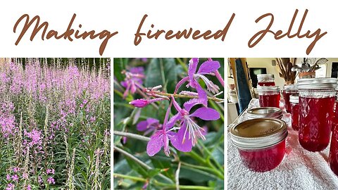 Making fireweek Jelly. check below for more info on #fireweed,