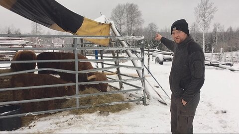 The Snow Collapsed My Cow Shelter [Bonus Video]