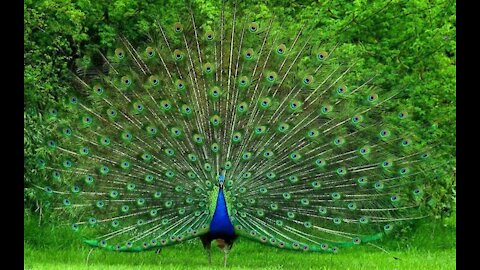 Beautiful peacock dance #short video