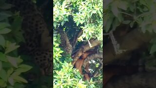 Leopard Eats A Goat #shorts