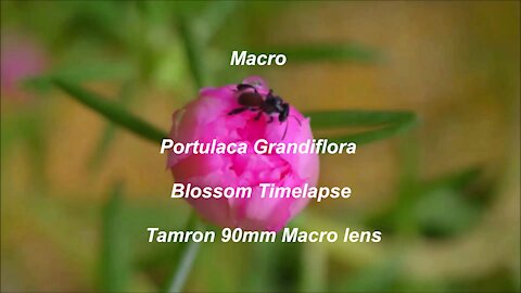Portulaca Grandiflora Blossom Timelapse Tamron 90mm Macro lens