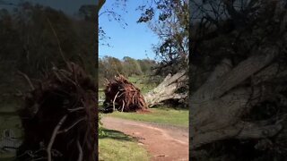 MASSIVE Tree Knocked Down by Hurricane Fiona