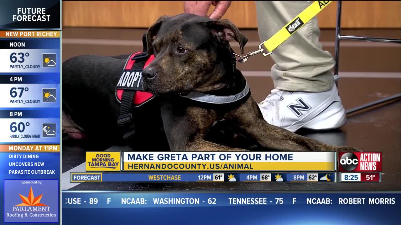 Rescues in Action Nov. 17 | Greta needs a home