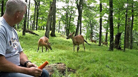Curious wild deer bring fawns from the forest to meet man munching on a carrot