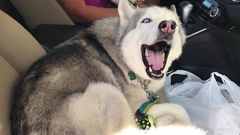 This Stubborn Husky Refuses to Give Up the Front Seat