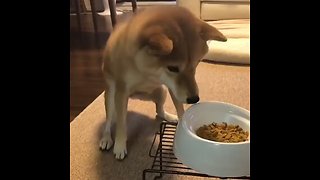 Shiba Inu literally can't control himself for dinner
