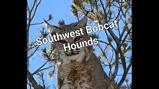 Hound Hunting Bobcats in the Southwest