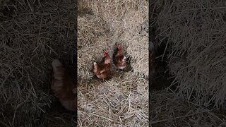 Chooks In The Hay Shed