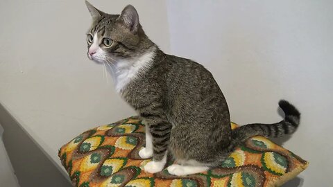 Cat Jumps on the Table