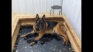 C Section for my beautiful GSD