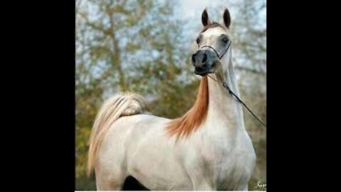 beautiful arabic horse 🐎🐎
