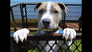 Cyrus the pitty pup explores NC mountains