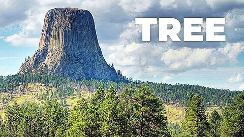 Giant Fossilized Trees Found In Dakota