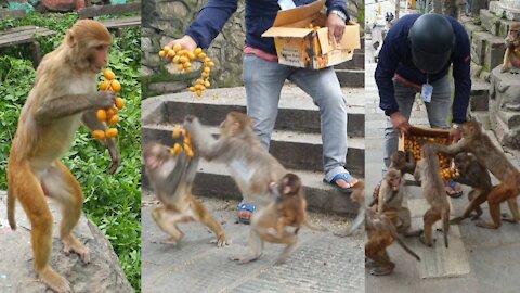 Feeding Yellow Dates fruits to the hungry monkey || monkey love yellow dates fruits | feeding monkey
