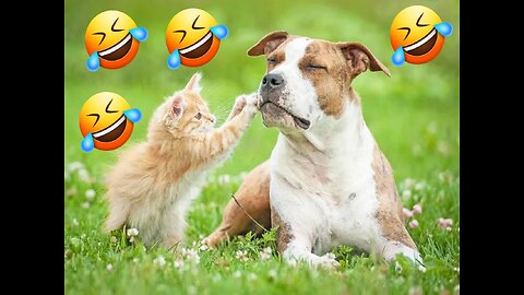 Funny Animal Videos (Dogs & Cats) Part 4