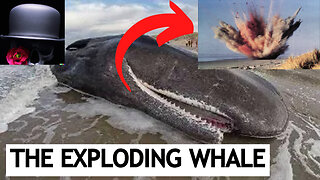 THE EXPLODING WHALE (True Story)