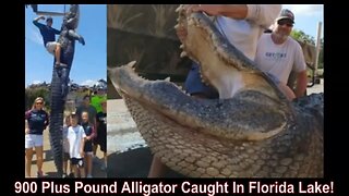 900 Plus Pound Alligator Caught In Florida Lake!