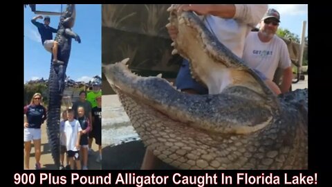 900 Plus Pound Alligator Caught In Florida Lake!