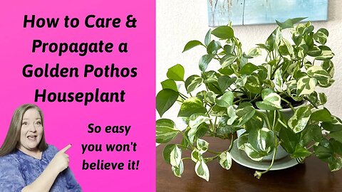 Golden Pothos Care & Propagation ~ So Easy You Won't Believe IT ~ Fill Your Home With Pothos Plants