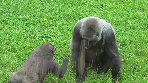 A Baby Gorilla Teasing Its Mom Is The Best Zoo Footage You'll See Today.