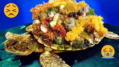 Immobile Sea Turtle Ask For Help From People | Removing Monster Barnacles