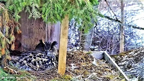 A Peek at The Eagle Owl Eggs 🥚🥚🥚 04/03/23 19:20