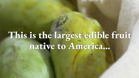 The Pawpaw is America's Forgotten Tropical Fruit