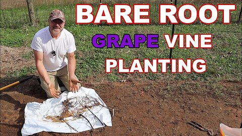 Bare Root Grapevine Planting And Soil Amendments
