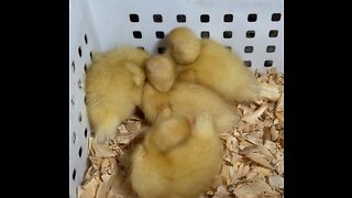 Baby call duck biting its sibling's wing