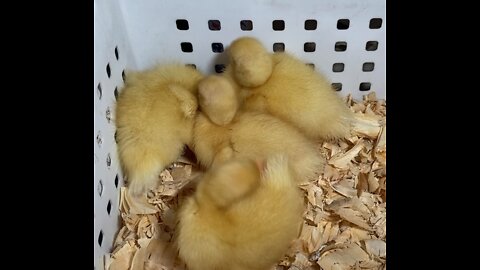 Baby call duck biting its sibling's wing