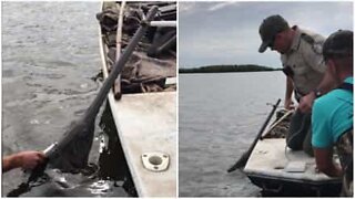 Men save a rare sawfish in the USA