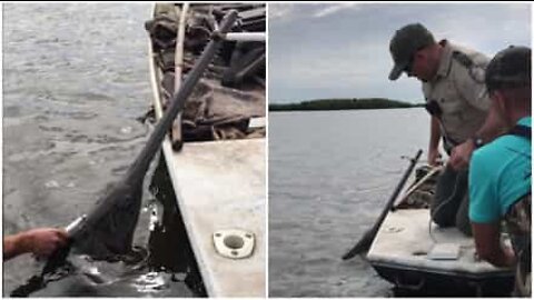 Men save a rare sawfish in the USA