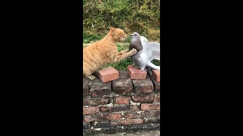 Funny video of cats | funny fight between cat and pigeon😁