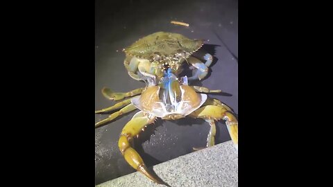 Crab Shedding Its Shell hd #viralclips #viralvideos