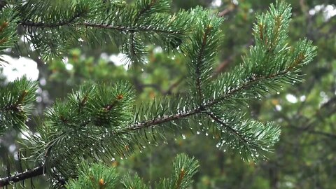 Rain Needles Branch Drops Nature Forest Pine