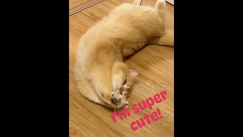 funniest cute cat 🙈😻 trending video