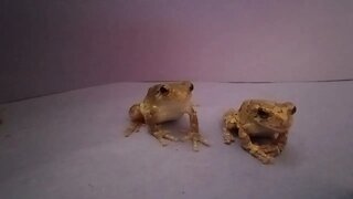 TWO TREEFROGS EATING (06/23/23) 🎶