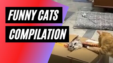 Funny Cats Compilation July