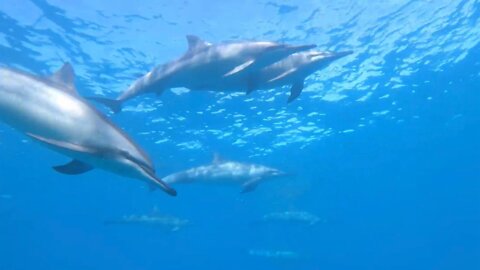 Amazing experience swimming with dolphins in Hawaii