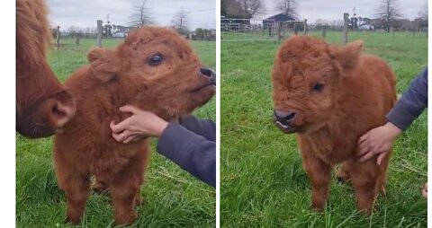 Time for a hug, the little bull loves to be petted