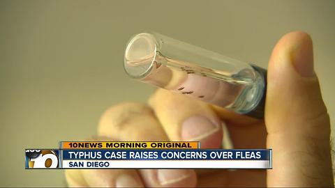 Typhus case raises concerns over fleas in San Diego