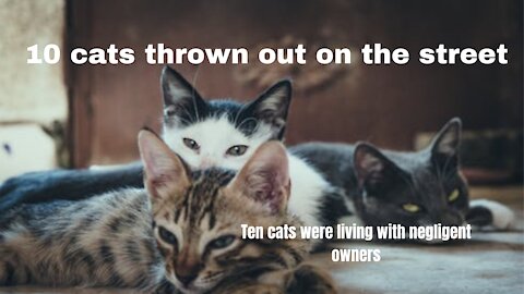 10 кошек выброшены 10 cats thrown