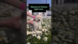 Adorable! Macron in France RN #zoobox #nonsense #dog #france #riots