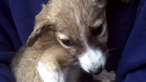 Dying Puppy Brought Home To Pass Peacefully Surprises Mom And Daughter