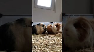 Guinea pigs planning world domination